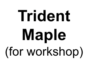 Trident Maple for Root-Over-Rock Workshop